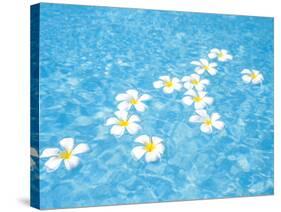 White Jasmines Floating on Water-null-Stretched Canvas