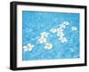 White Jasmines Floating on Water-null-Framed Photographic Print