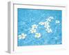 White Jasmines Floating on Water-null-Framed Photographic Print