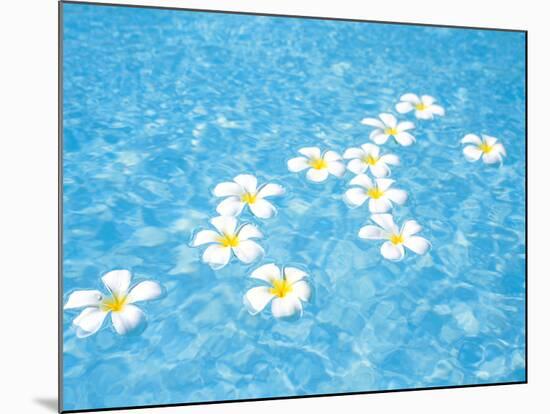 White Jasmines Floating on Water-null-Mounted Photographic Print