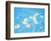 White Jasmines Floating on Water-null-Framed Photographic Print