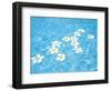 White Jasmines Floating on Water-null-Framed Photographic Print