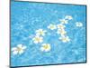 White Jasmines Floating on Water-null-Mounted Photographic Print