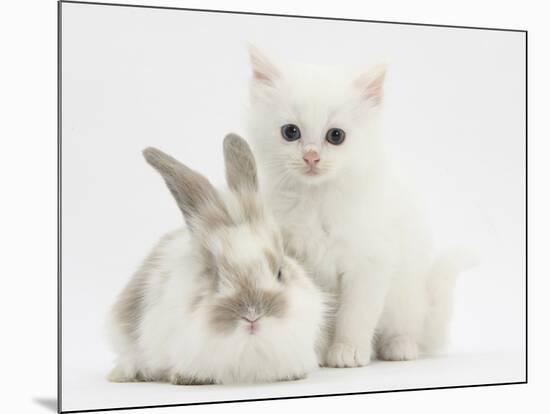 White Kitten and Baby Rabbit-Mark Taylor-Mounted Photographic Print