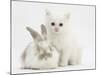 White Kitten and Baby Rabbit-Mark Taylor-Mounted Photographic Print