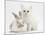 White Kitten and Baby Rabbit-Mark Taylor-Mounted Photographic Print