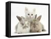 White Kitten and Baby Rabbits-Mark Taylor-Framed Stretched Canvas