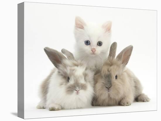 White Kitten and Baby Rabbits-Mark Taylor-Stretched Canvas