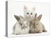 White Kitten and Baby Rabbits-Mark Taylor-Stretched Canvas