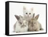 White Kitten and Baby Rabbits-Mark Taylor-Framed Stretched Canvas