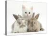 White Kitten and Baby Rabbits-Mark Taylor-Stretched Canvas