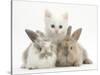 White Kitten and Baby Rabbits-Mark Taylor-Stretched Canvas