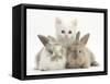 White Kitten and Baby Rabbits-Mark Taylor-Framed Stretched Canvas