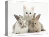 White Kitten and Baby Rabbits-Mark Taylor-Stretched Canvas