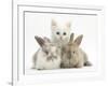 White Kitten and Baby Rabbits-Mark Taylor-Framed Photographic Print