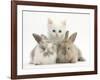 White Kitten and Baby Rabbits-Mark Taylor-Framed Photographic Print