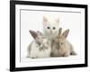 White Kitten and Baby Rabbits-Mark Taylor-Framed Photographic Print