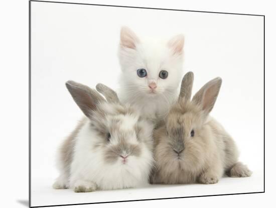 White Kitten and Baby Rabbits-Mark Taylor-Mounted Photographic Print