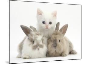 White Kitten and Baby Rabbits-Mark Taylor-Mounted Photographic Print