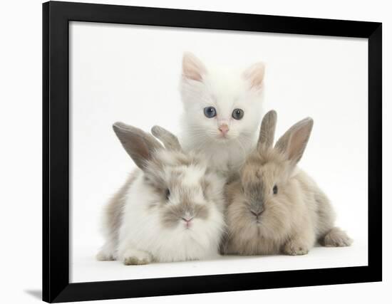 White Kitten and Baby Rabbits-Mark Taylor-Framed Photographic Print
