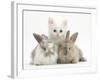 White Kitten and Baby Rabbits-Mark Taylor-Framed Photographic Print