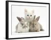 White Kitten and Baby Rabbits-Mark Taylor-Framed Photographic Print