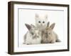 White Kitten and Baby Rabbits-Mark Taylor-Framed Photographic Print