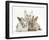 White Kitten and Baby Rabbits-Mark Taylor-Framed Photographic Print