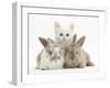 White Kitten and Baby Rabbits-Mark Taylor-Framed Photographic Print