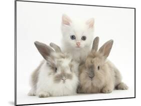 White Kitten and Baby Rabbits-Mark Taylor-Mounted Photographic Print