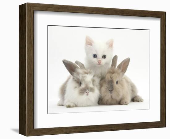 White Kitten and Baby Rabbits-Mark Taylor-Framed Photographic Print