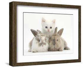 White Kitten and Baby Rabbits-Mark Taylor-Framed Photographic Print