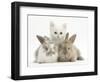 White Kitten and Baby Rabbits-Mark Taylor-Framed Photographic Print