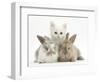 White Kitten and Baby Rabbits-Mark Taylor-Framed Photographic Print