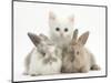 White Kitten and Baby Rabbits-Mark Taylor-Mounted Photographic Print