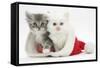 White Kitten and Tabby Kitten in a Father Christmas Hat-Mark Taylor-Framed Stretched Canvas