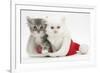 White Kitten and Tabby Kitten in a Father Christmas Hat-Mark Taylor-Framed Photographic Print