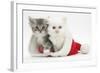 White Kitten and Tabby Kitten in a Father Christmas Hat-Mark Taylor-Framed Photographic Print