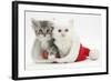 White Kitten and Tabby Kitten in a Father Christmas Hat-Mark Taylor-Framed Photographic Print