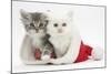 White Kitten and Tabby Kitten in a Father Christmas Hat-Mark Taylor-Mounted Photographic Print