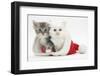 White Kitten and Tabby Kitten in a Father Christmas Hat-Mark Taylor-Framed Photographic Print