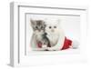 White Kitten and Tabby Kitten in a Father Christmas Hat-Mark Taylor-Framed Photographic Print