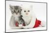 White Kitten and Tabby Kitten in a Father Christmas Hat-Mark Taylor-Mounted Photographic Print