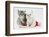 White Kitten and Tabby Kitten in a Father Christmas Hat-Mark Taylor-Framed Photographic Print