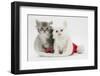 White Kitten and Tabby Kitten in a Father Christmas Hat-Mark Taylor-Framed Photographic Print