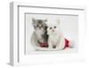 White Kitten and Tabby Kitten in a Father Christmas Hat-Mark Taylor-Framed Photographic Print