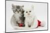 White Kitten and Tabby Kitten in a Father Christmas Hat-Mark Taylor-Mounted Photographic Print