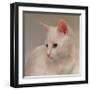 White Kitten-Diane Hoeptner-Framed Art Print