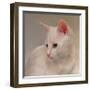 White Kitten-Diane Hoeptner-Framed Art Print