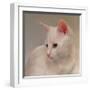 White Kitten-Diane Hoeptner-Framed Art Print